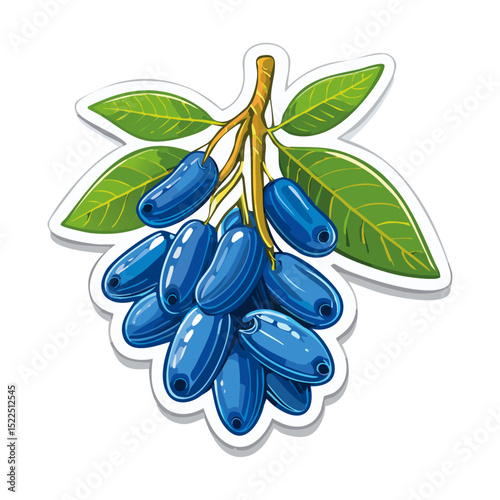 Honeysuckle on a branch vector color illustration. Summer berry with leaves on an isolated background for packaging and design.