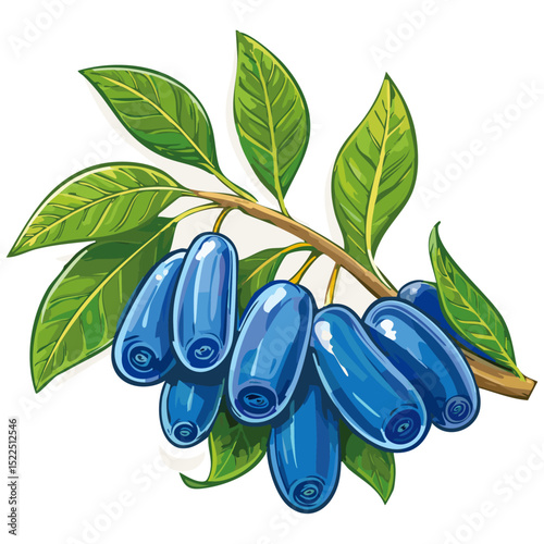 Honeysuckle on a branch vector color illustration. Summer berry with leaves on an isolated background for packaging and design.