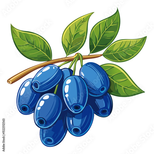 Honeysuckle on a branch vector color illustration. Summer berry with leaves on an isolated background for packaging and design.