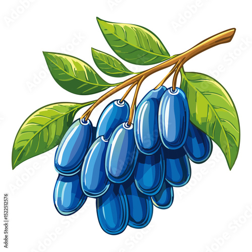 Honeysuckle on a branch vector color illustration. Summer berry with leaves on an isolated background for packaging and design.