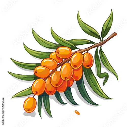 Sea buckthorn on a branch color vector illustration in line art style. Summer berry with leaves on an isolated background for design and packaging
