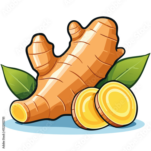 Ginger root vector color illustration. Culinary spice and ingredient image on isolated background for packaging and design.