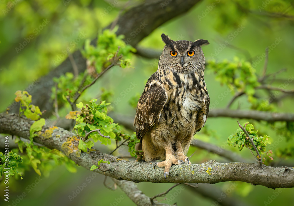 Fototapeta premium Eurasian eagle owl ( Bubo bubo ) close up