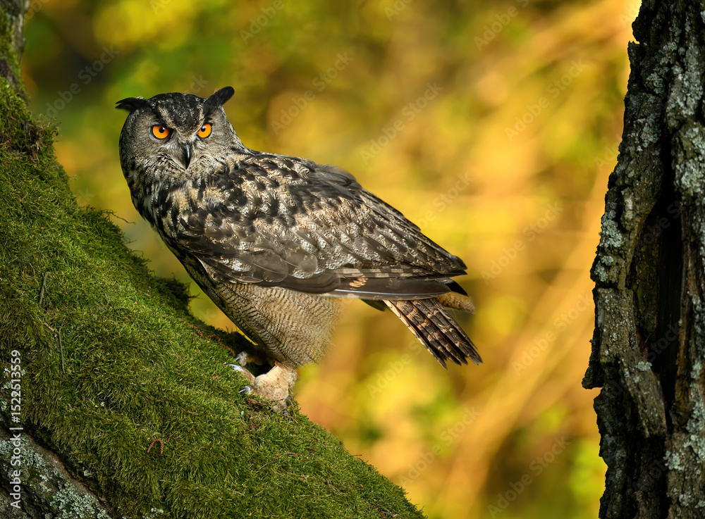 Fototapeta premium Eurasian eagle owl ( Bubo bubo ) close up