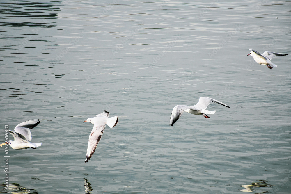 River gulls. Wide spread wings and tenderness of birds in flight over water River gulls. Wide spread wings and tenderness of birds in flight over water