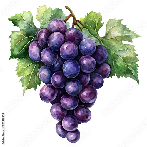Fresh, ripe red grapes on a white background, a healthy and juicy fruit cluster