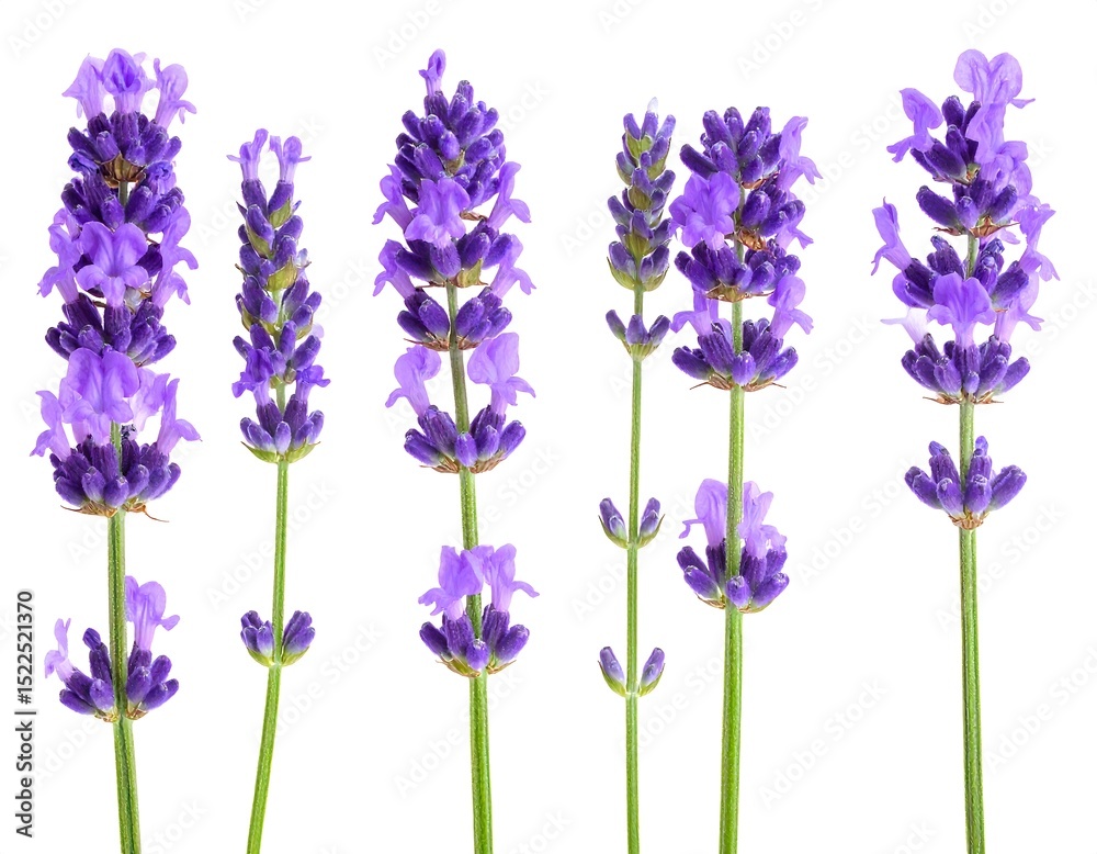Fototapeta premium Close-up of lavender sprigs