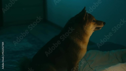 Drowsy brown shiba inu stretching with wide yawn while resting on soft bed, illuminated by subtle turquoise night light casting gentle glow in darkened bedroom. Shiba inu yawning sit on bed at night