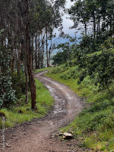 wet rainy day path trough the woods with eucalyptus trees on the pilgrimage along the road to Santiago in Portugal