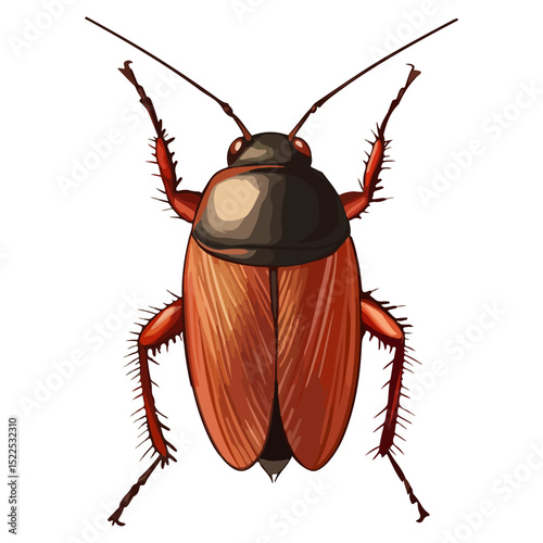 cockroach, insect, animal, vector, transparent background, creature, isolated, roach, nature