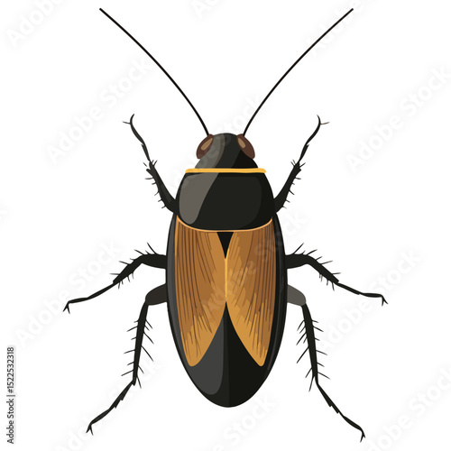 cockroach, insect, animal, vector, transparent background, creature, isolated, roach, nature