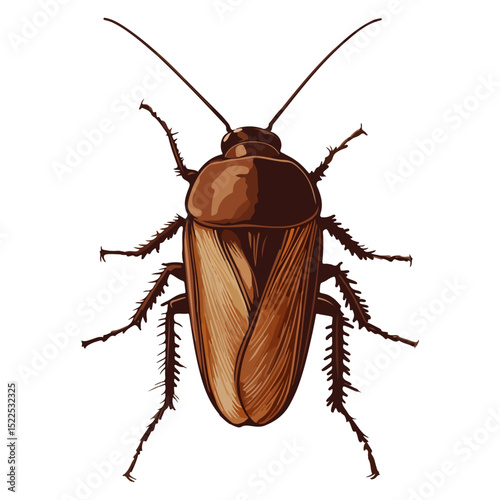 cockroach, insect, animal, vector, transparent background, creature, isolated, roach, nature