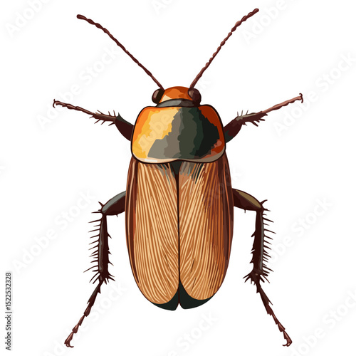 cockroach, insect, animal, vector, transparent background, creature, isolated, roach, nature