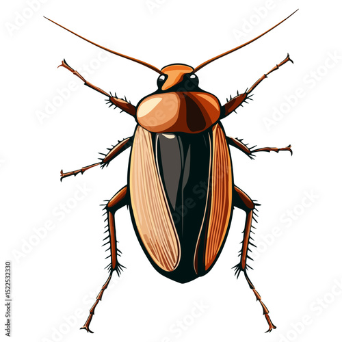 cockroach, insect, animal, vector, transparent background, creature, isolated, roach, nature