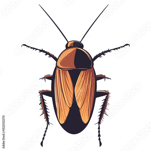 cockroach, insect, animal, vector, transparent background, creature, isolated, roach, nature