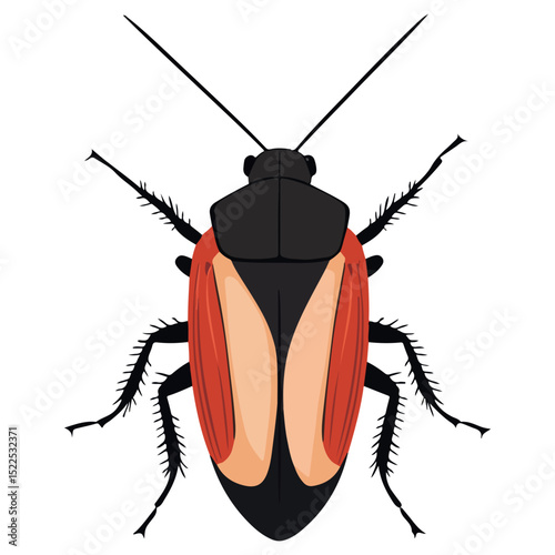 cockroach, insect, animal, vector, transparent background, creature, isolated, roach, nature