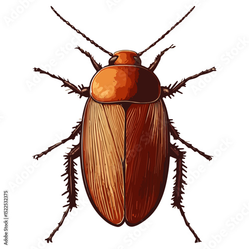 cockroach, insect, animal, vector, transparent background, creature, isolated, roach, nature