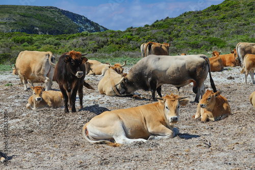 vaches corses à la plage