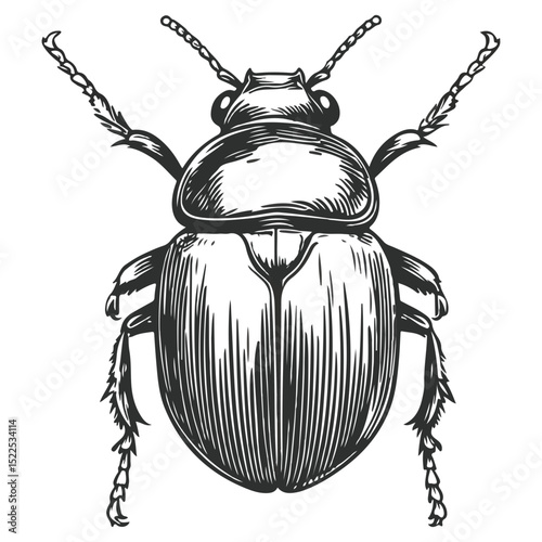 dung beetle, insect, animal, vector, transparent background, creature, isolated, nature, small, icon