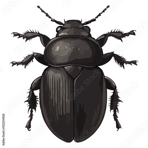 dung beetle, insect, animal, vector, transparent background, creature, isolated, nature, small, icon