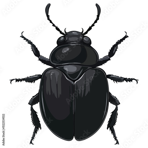 dung beetle, insect, animal, vector, transparent background, creature, isolated, nature, small, icon