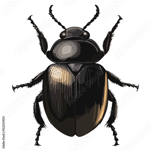 dung beetle, insect, animal, vector, transparent background, creature, isolated, nature, small, icon