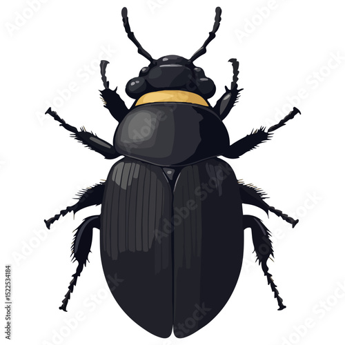 dung beetle, insect, animal, vector, transparent background, creature, isolated, nature, small, icon
