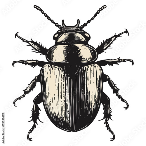 dung beetle, insect, animal, vector, transparent background, creature, isolated, nature, small, icon