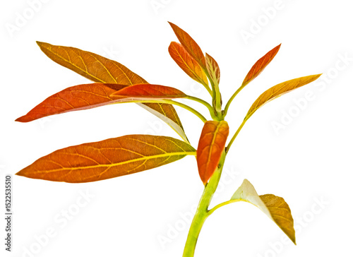 Close up of branch of avocado