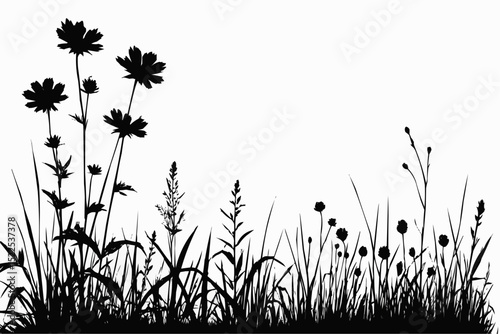 Summer meadow with variable plants


