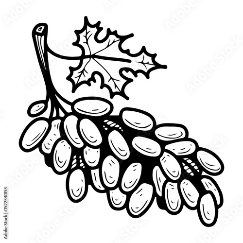 Grape branch. Hand drawn doodle vector. Sweet summer berries. Vitamin food. Fresh ripe fruit. Green, blue. Seedless variety. Raw material for wine making. Illustration line art element.