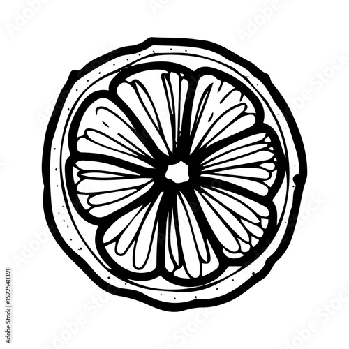 Round slice of citrus fruit. Hand drawn doodle vector. Summer sweet orange, mandarin, sour lemon, lime. Seasonal vitamin C. Fresh organic food. Berry with juicy pulp. Illustration line art element.
