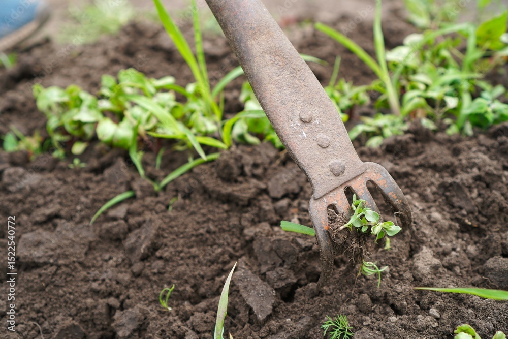 Close-up on Garden Metal Aged Garden Tool For Loosening Soil In Garden Bed While Growing Eco-Friendly Vegetables Close-up on Garden Metal Aged Garden Tool For Loosening Soil In Garden Bed While Growing Eco-Friendly Vegetables