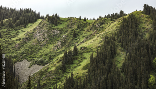 landscape with trees and mountains