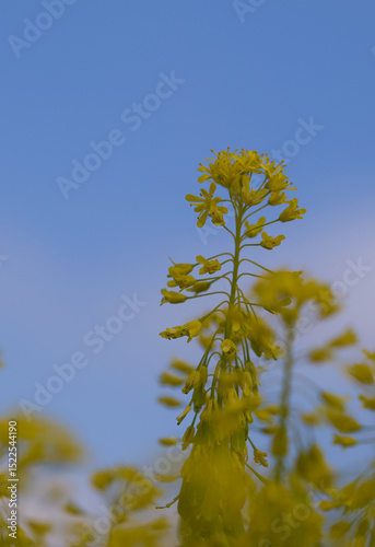 Beautiful close-up of isatis tinctoria