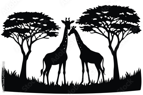 Two Giraffes Silhouette Standing Amongst Trees and Grass on a White Background Illustration