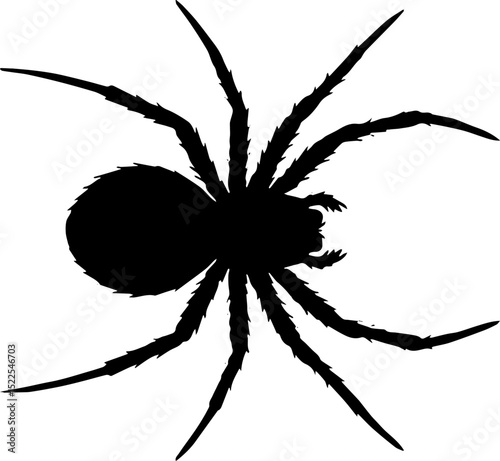 spider silhouette vector illustration, isolated on white