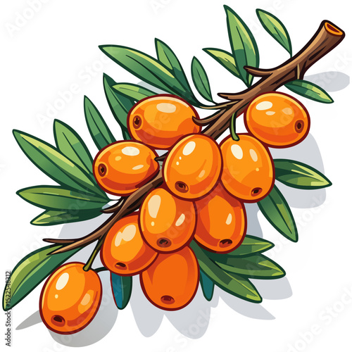 Sea buckthorn on a branch color vector illustration in line art style. Summer berry with leaves on an isolated background for design and packaging