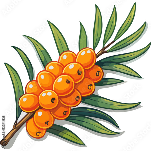 Sea buckthorn on a branch color vector illustration in line art style. Summer berry with leaves on an isolated background for design and packaging