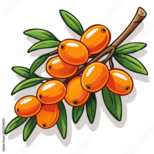Sea buckthorn on a branch color vector illustration in line art style. Summer berry with leaves on an isolated background for design and packaging