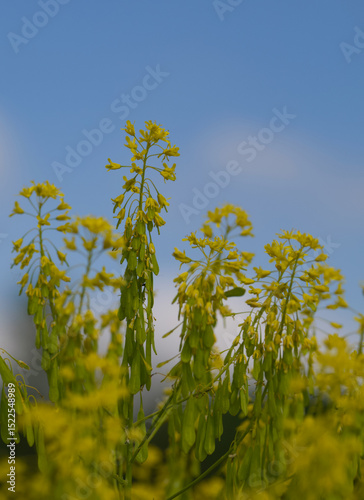 Beautiful close-up of isatis tinctoria