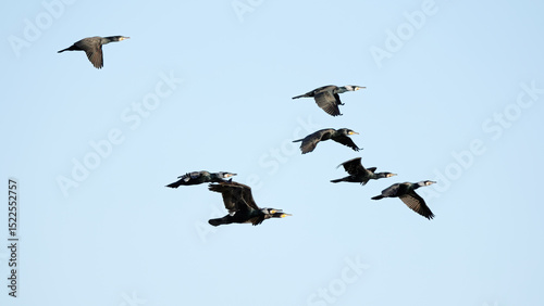 Great cormorants in Puebla de BeleÃ±a, Spain
