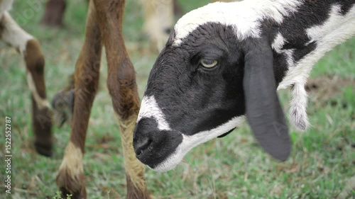  Grazing for a better tomorrow  Goat farming in harmony with nature
