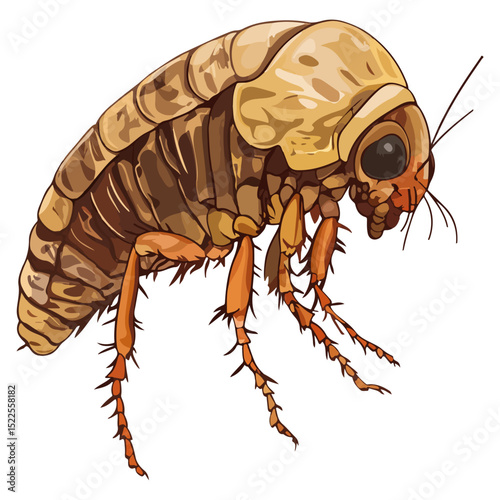 flea, insect, animal, vector, transparent background, creature, siphonaptera, isolated, nature, small