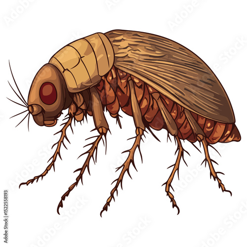 flea, insect, animal, vector, transparent background, creature, siphonaptera, isolated, nature, small