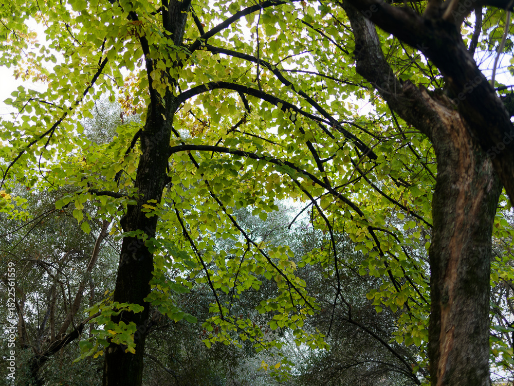 Fototapeta premium beautiful view of vegetation with autumn colors