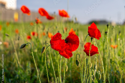 Fototapeta Naklejka Na Ścianę i Meble -  Red poppies growing in a sunny meadow. A natural summer landscape.