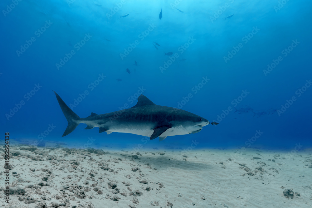 Fototapeta premium Elegant tiger shark swimming on a sandy bottom in the Maldives.
