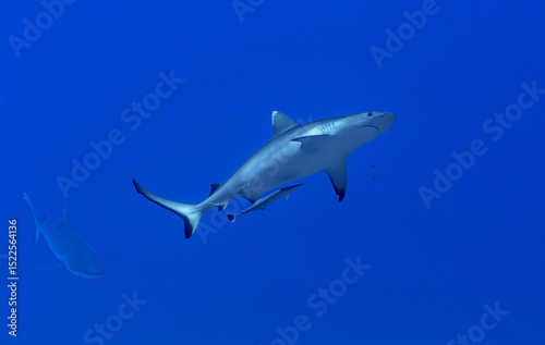 Oceanic whitetip sharks swimming in the blue waters of the Maldives. photo