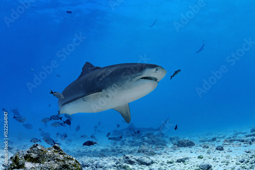 Elegant tiger shark swimming on a sandy bottom in the Maldives.